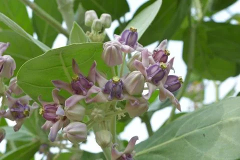 Close Up White Crown Flower Foto stock