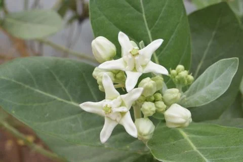 Close Up White Crown Flower Stock Photos