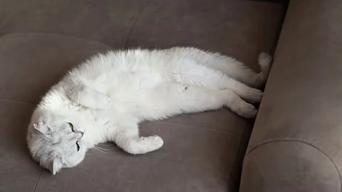 Close up of a white cute fluffy cat lying on a couch. Stock Footage 257331716