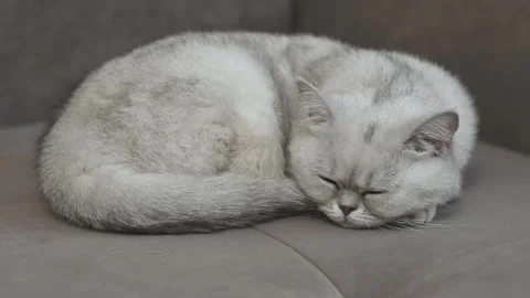 Close-up of a white cute fluffy cat sleeping on a couch. Close-up. Horizontal Stock Footage 257946665