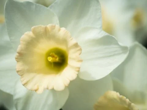 Close up of a white daffodil 스톡 사진