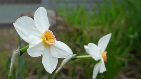 Close up of White Daffodils or Poets Narcissus swaying in the breeze in English Stock Footage 337545744