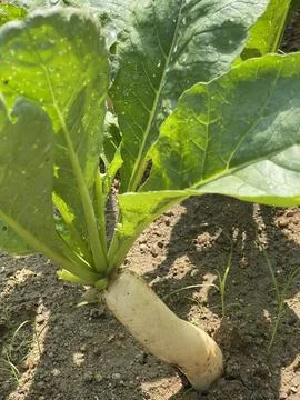 Close Up Of White Daikon Radish Root Growing In Garden Soil Fotos Stock