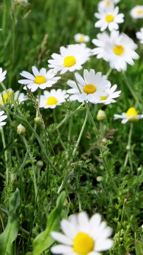 Close-up white daisies dancing in summer breeze Video stock 312714141
