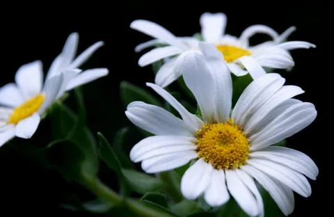 Close-up of white daisies Stock Photos