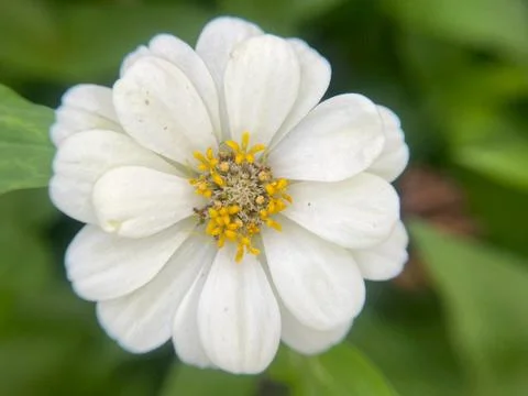 Close-up of white daisy (4) Stock Photos