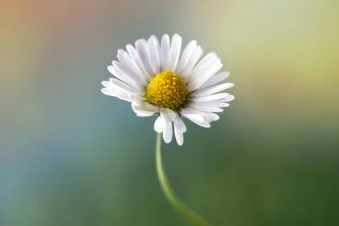 Close up on white daisy on blurry background with pastel colors Stock Photos