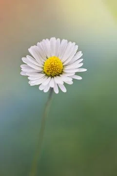 Close up on white daisy on blurry background with pastel colors Stock Photos