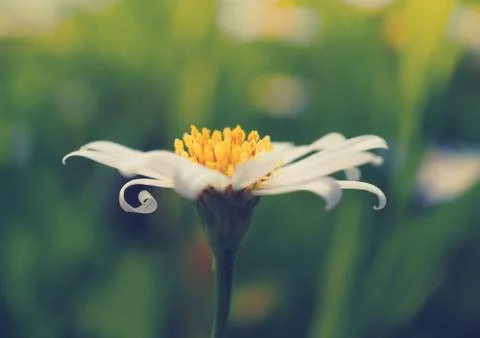 Close up white daisy flower. Stock Photos