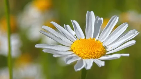Close up of white daisy flower with yellow center Stock Footage 330301464