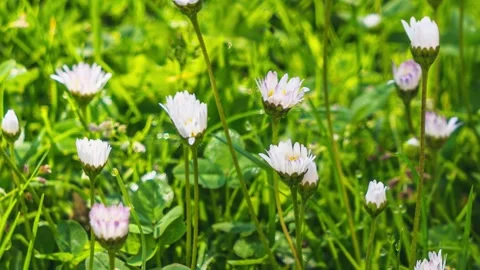 Close up of white daisy flowers blooming fast in green grassy meadow in sunny Stock Footage 236385347