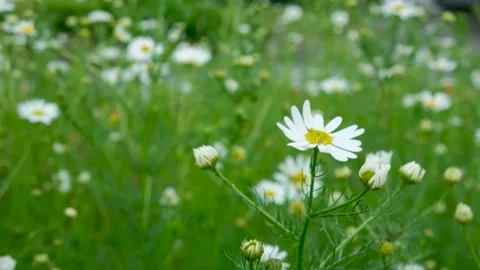 Close-up of white daisy flowers blooming in a lush green grass field Stock Footage 341400134