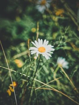 Close-up of a white daisy growing in a field Stock Image
