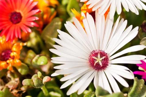 Close-up of a white daisy Foto stock