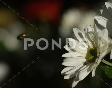 Close up of white daisy Stock Photos