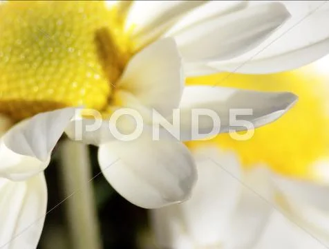 Close up of white daisy Stock Photos