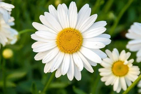 Close up of white daisy Stock Photos