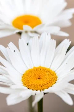 Close-up white daisy Stock Photos