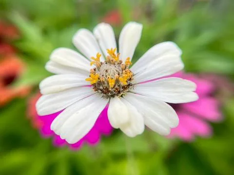 Close-up of white daisy Stock Photos