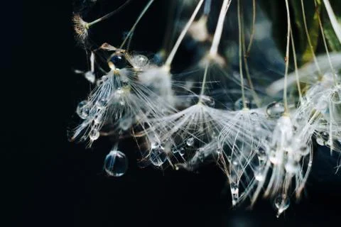 Close-up of white dandelion fluff with water drops Stock Photos