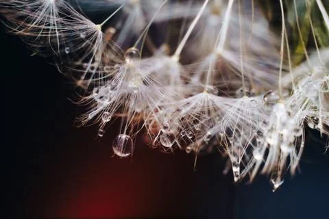 Close-up of white dandelion fluff with water drops Stock Photos
