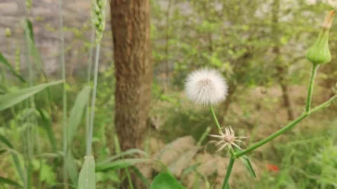 Close up of white dandelion. Stock-Footage 247359621
