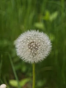 Close-up of a White Dandelion Seed Head in a Green Meadow Stock Photos