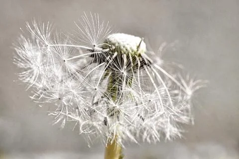 Close-up of a white dandelion seed head against soft grey Stock Photos