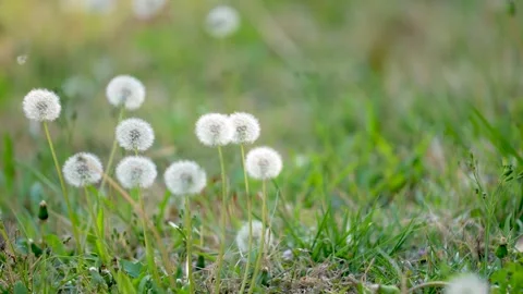 Close up of white dandelion seed heads swaying gently in a green meadow Stock Footage 342107052