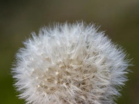 Close-Up of a white dandelion. Selective focus Stock Photos