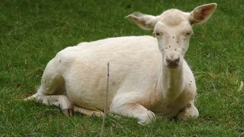 Close up of white deer Stock Footage 162494438