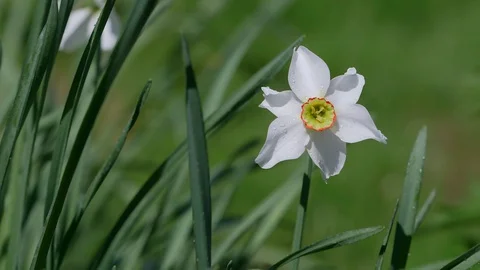 Close Up White Dew Narcissus in the backyard garden after watering. 库存影片 129512267