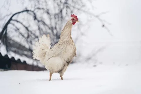 Close up of white dirty chicken walking on roof in garden in wintertime. Stock Photos