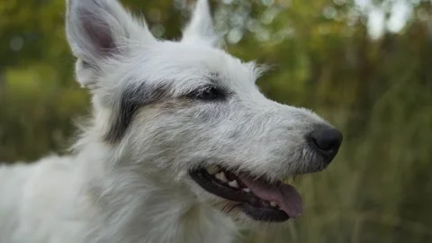 A close-up of a white dog on a background of forest. Video stock 347366526