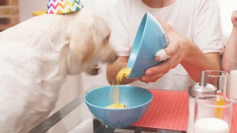 Close-up of white dog eats at common table from plate. Family celebrates the Stock Footage 124200902
