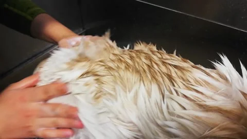 Close up of a white dog getting a shower Stock-Footage 148037298