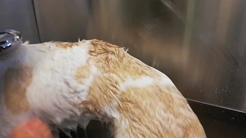 Close up of a white dog getting a shower Vídeos de archivo 148037360