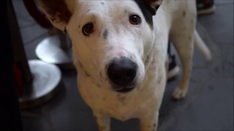 Close up white dog looking to camera. Video stock 124350712