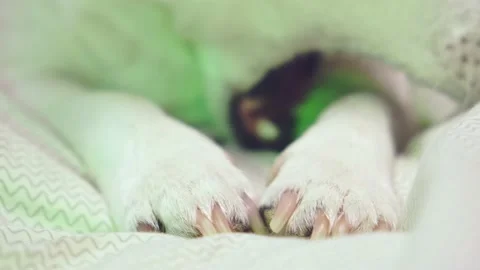 Close-up of white dog paws, claws and nose in neon light. Stock Footage 168733459