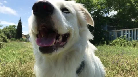 Close up of a white dog in slow motion Stock Footage 132216064