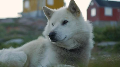 Close-Up of White dog yawning while lying on field - Disko Bay, Greenland Video stock 115727453
