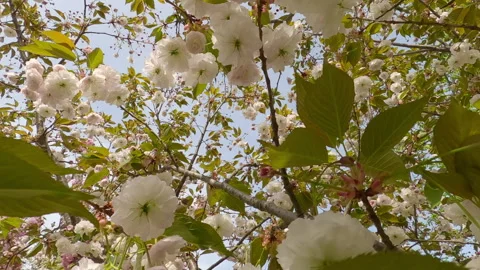 Close-up of white double flowers sakura on a blossoming tree on blue sky Stock Footage 300433274