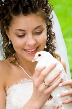 Close-up of white dove in hands of pretty bride looking at it Stock Photos