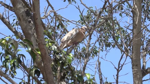 Close-up of a white dove sleeping on the branches of a tree Stock Footage 149893033