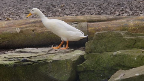 Close up of white duck Stock Footage 124555747