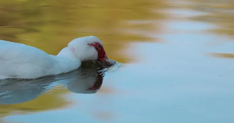 Close-up of white duck swimming in the lake Vídeos de archivo 144417341