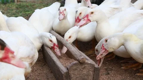Close up of white ducks greedily eating Video stock 202610853