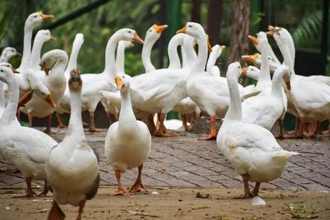 Close up White ducks inside Lodhi Garden Delhi India, see the details and e.. 스톡 사진