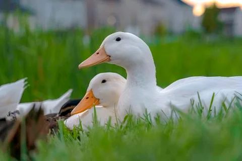 Close up of white ducks sitting on a terrain covered with vivid green grasses Stock Photos