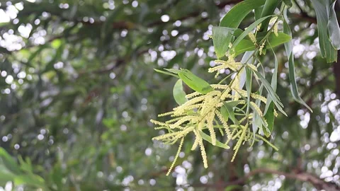 Close-up of white Earleaf acacia flowers blooming profusely on hanging stems. Stockbeeldmateriaal 342782580